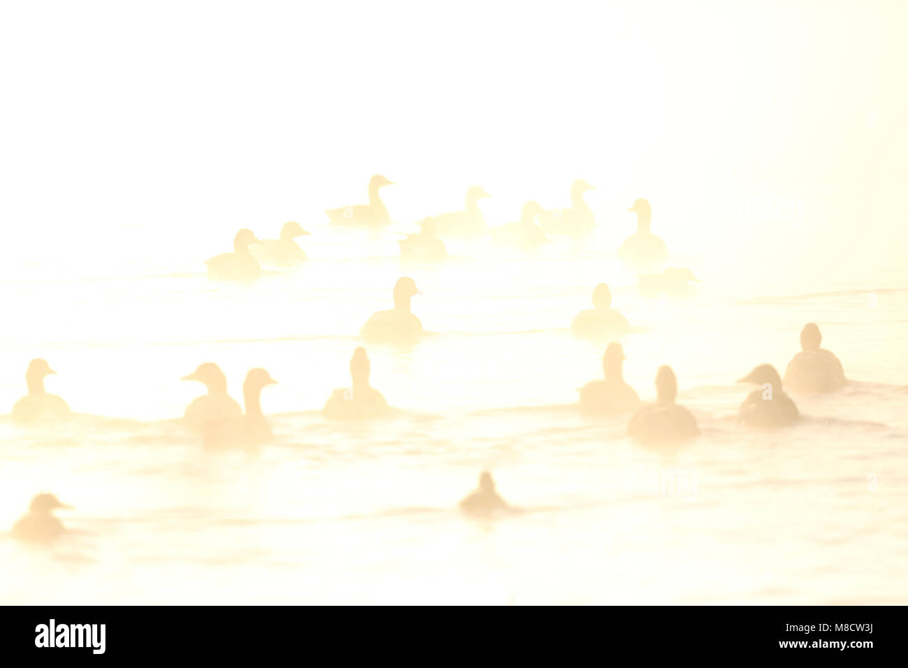Zwemmende Grauwe Ganzen in ochtendmist, Swimming Greylag Geese in morning fog Stock Photo