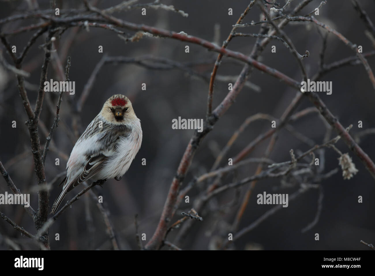 Witstuitbarmsijs op een takje, Arctic Redpoll perched on a twig Stock Photo
