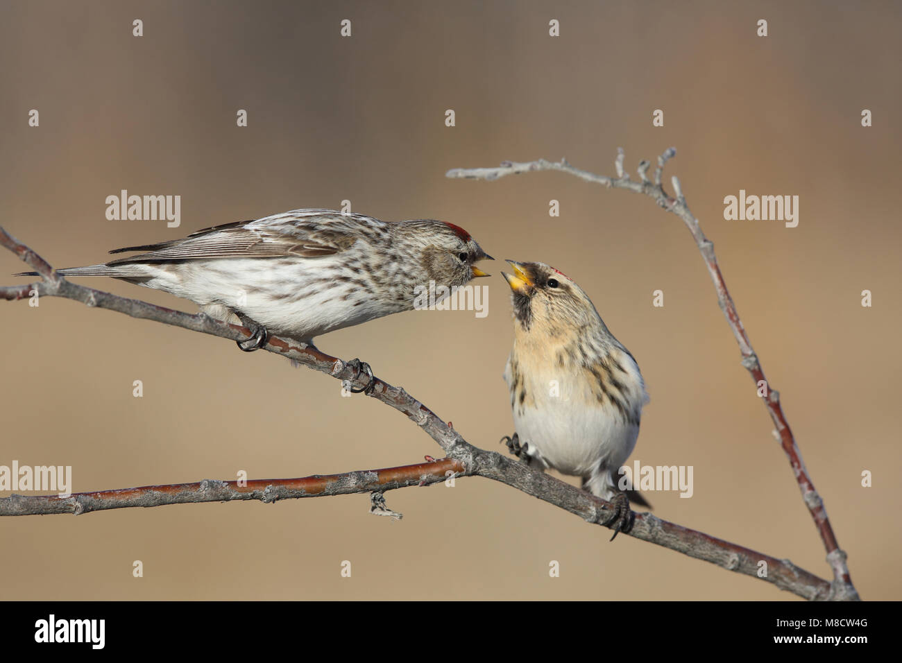 Witstuitbarmsijs op een takje, Arctic Redpoll perched on a twig Stock Photo