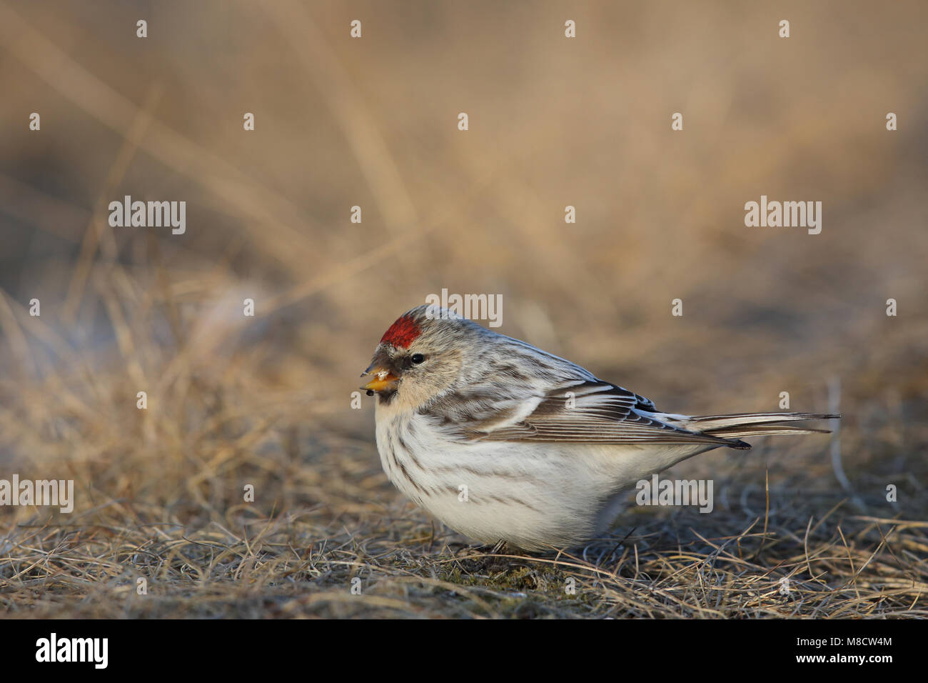 Witstuitbarmsijs op de grond, Arctic Redpoll on the ground Stock Photo