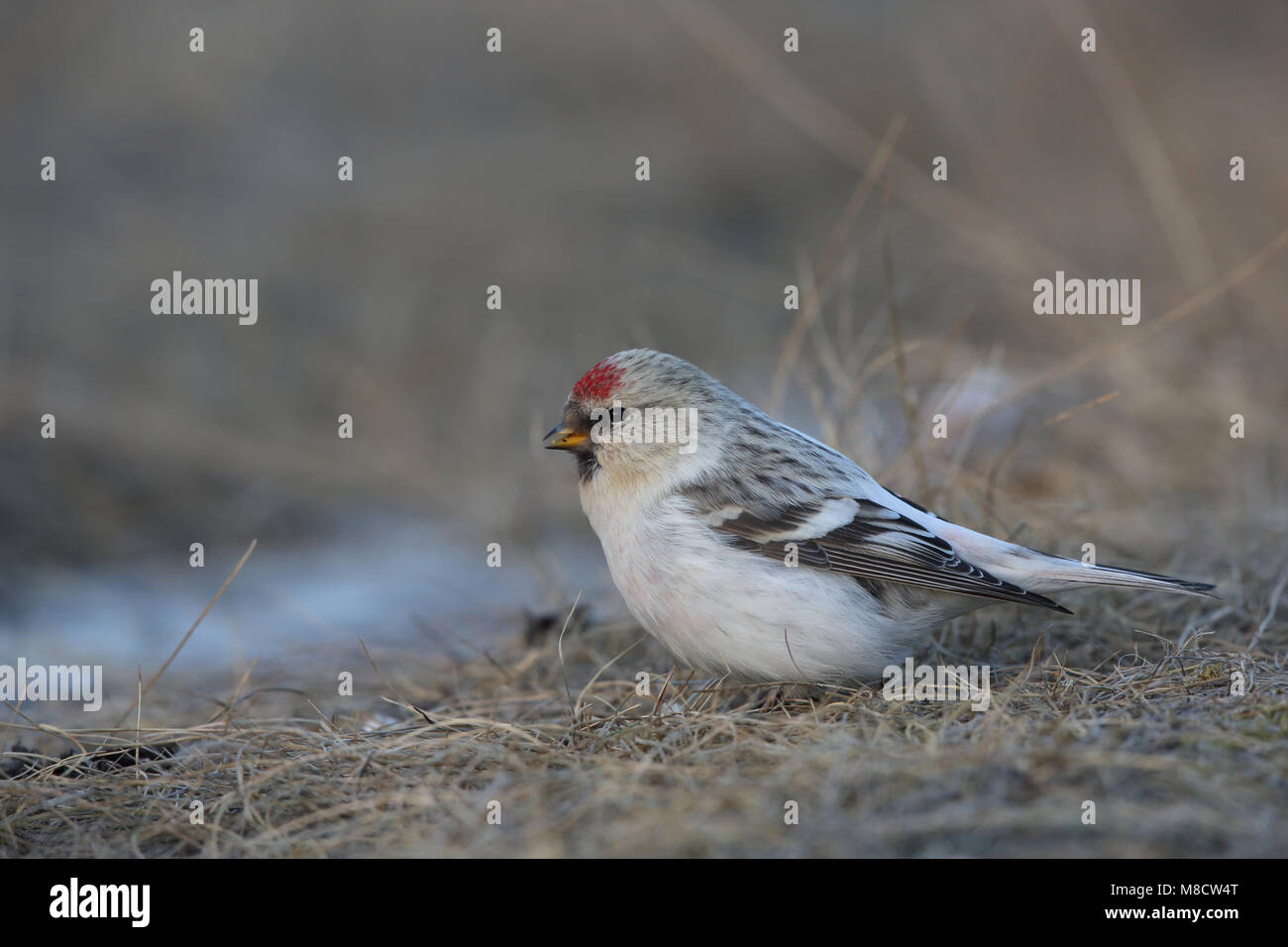 Witstuitbarmsijs op de grond, Arctic Redpoll on the ground Stock Photo