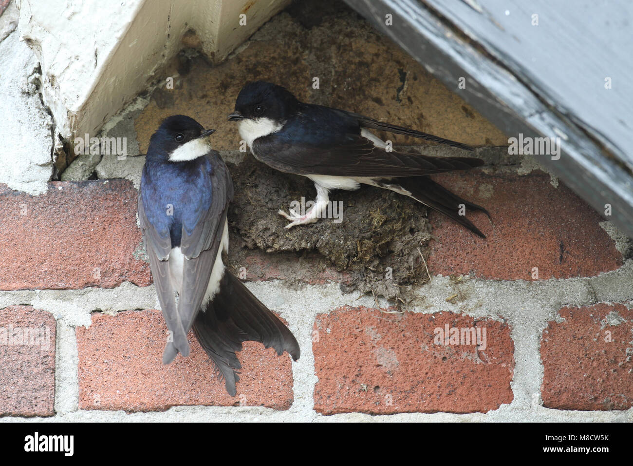 Huiszwaluw bouwt nest onder dakrand; House Martin building nest under roof Stock Photo