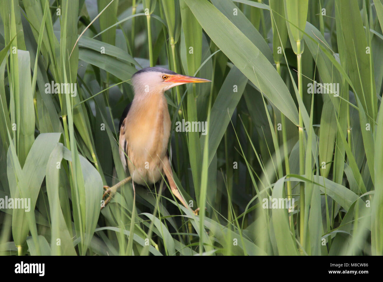 Woudaap staand in riet in Nederland; Little Bittern perched in reed Netherlands Stock Photo