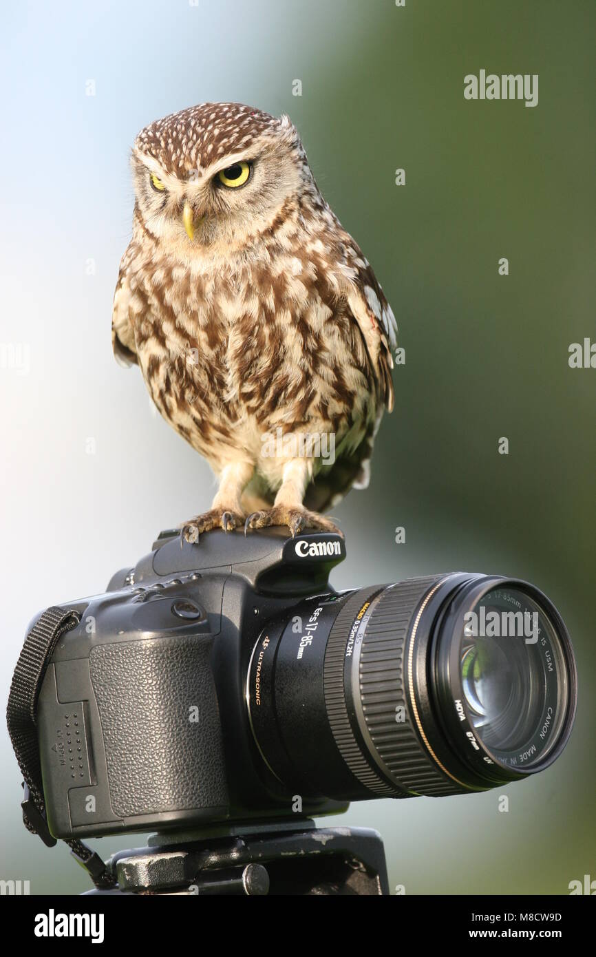 Steenuil zittend op een fototoestel,Little Owl perched on a camera Stock Photo