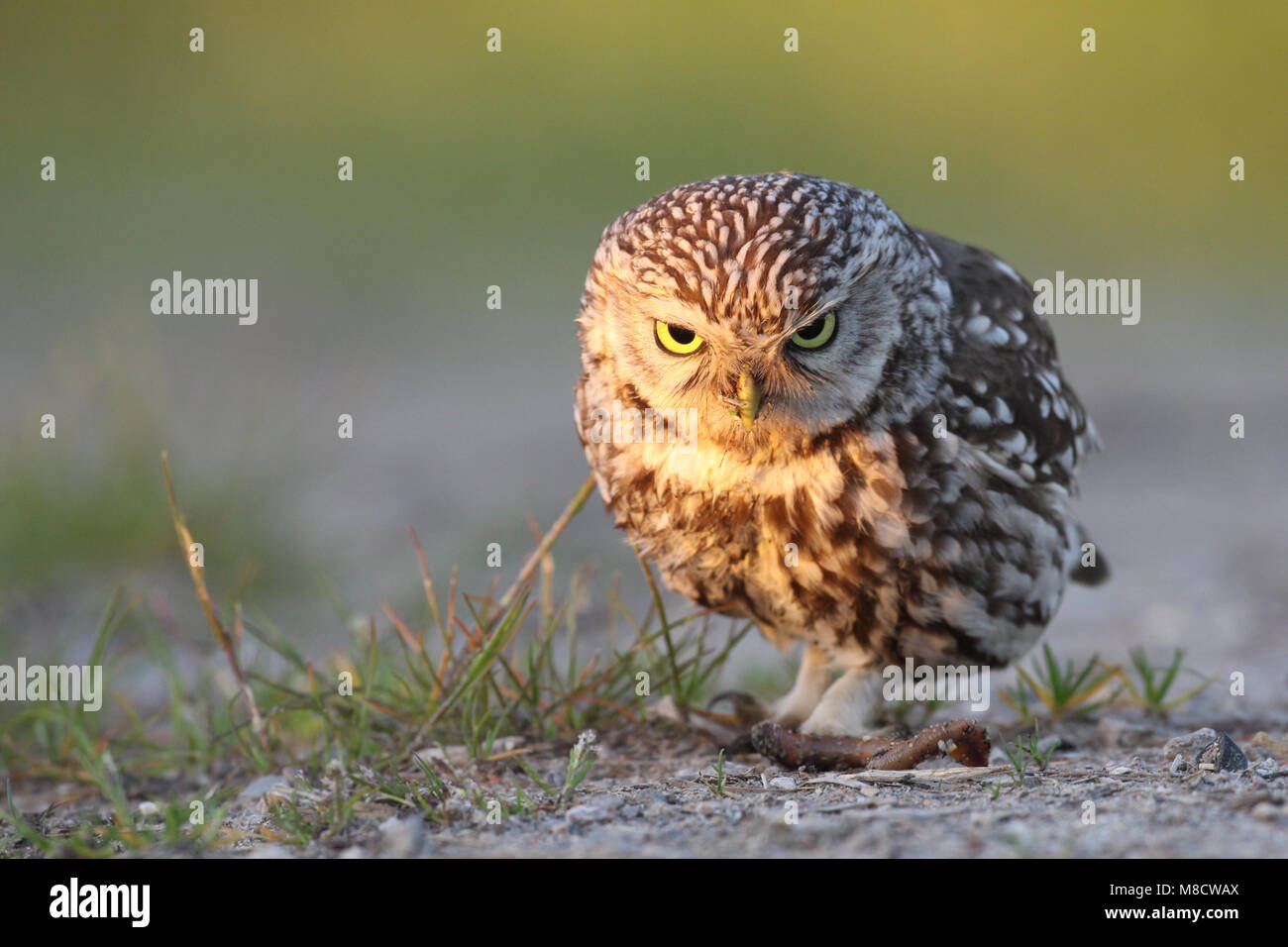 Steenuil met een worm; Little Owl with a worm Stock Photo