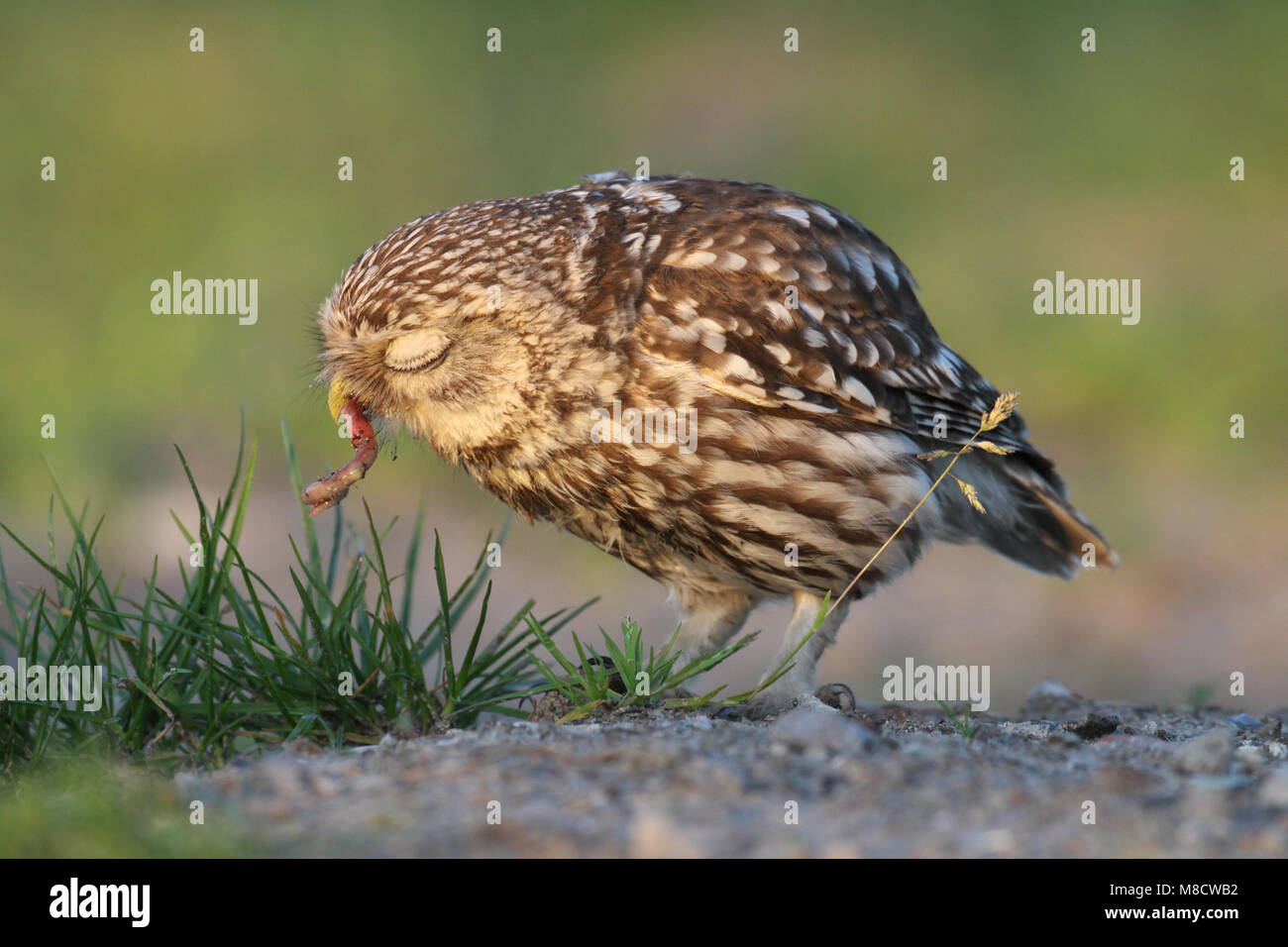 Steenuil een worm etend; Little Owl eating a worm Stock Photo