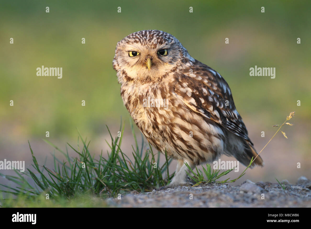 Steenuil zittend; Little Owl perched Stock Photo