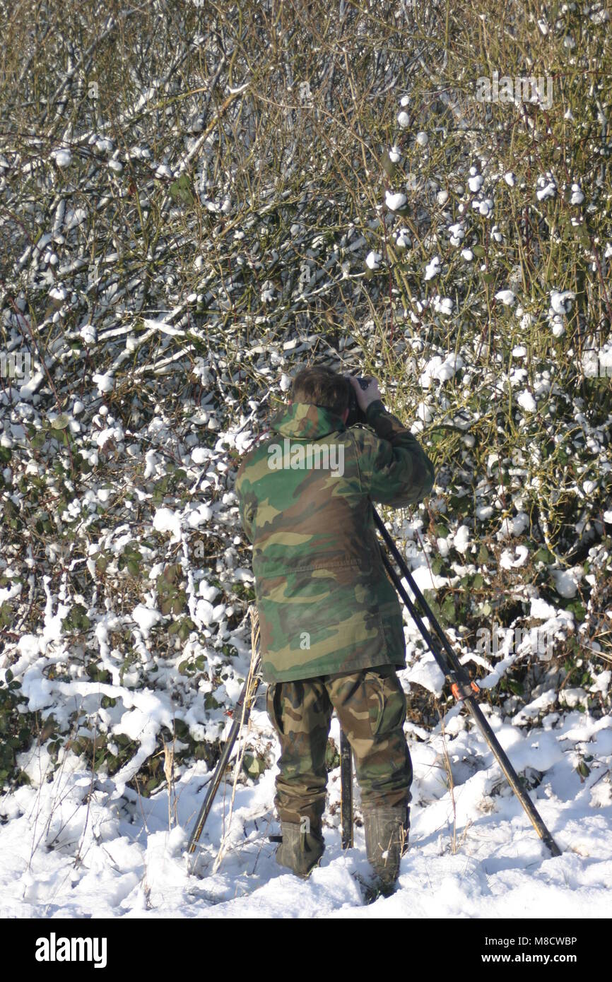 Photographer taking pictures of Long-eared Owl Netherlands, Fotograaf fotos makend van Ransuil Nederland Stock Photo