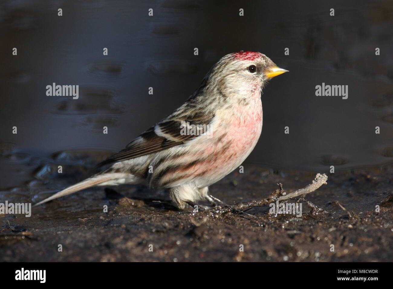 Grote Barmsijs bij drinkplaats; Mealy Redpoll at drinking site Stock Photo