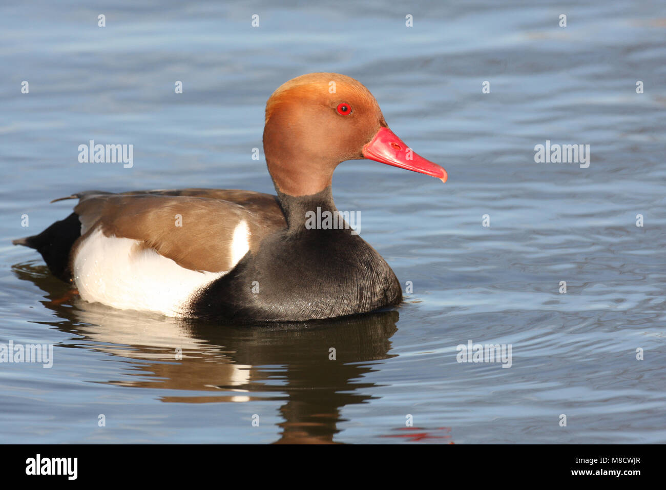 Mannetje Krooneend; Male Red-crested Pochard Stock Photo