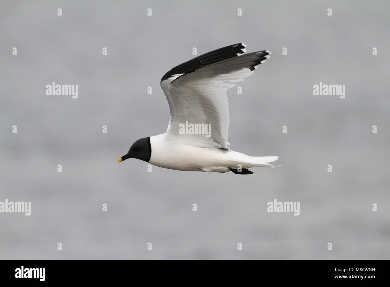 Vorkstaartmeeuw adult vliegend;; Sabines Gull adult flying Stock Photo