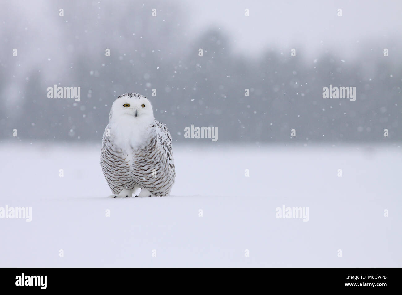 Sneeuwuil zittend in sneeuw; Snowy Owl perched in snow Stock Photo