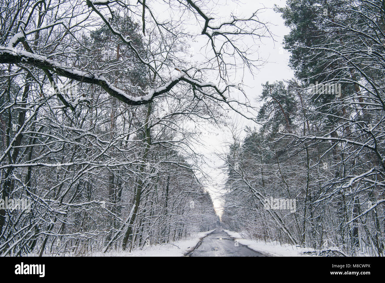 concrete road in snowy winter forest Stock Photo - Alamy