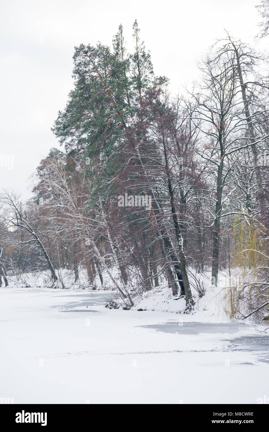 frozen lake and trees in snowy forest Stock Photo - Alamy