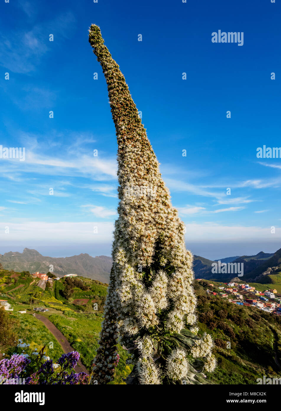 Arrebol tajinaste(Echium simplex), endemic plant, Mirador de Jardina, Tenerife Island, Canary Islands, Spain Stock Photo