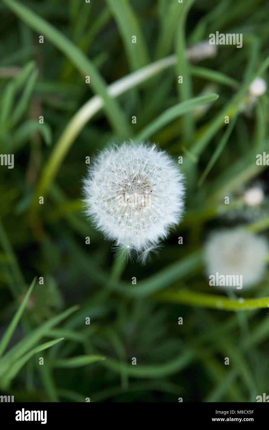 Pissenlit High Resolution Stock Photography And Images Alamy