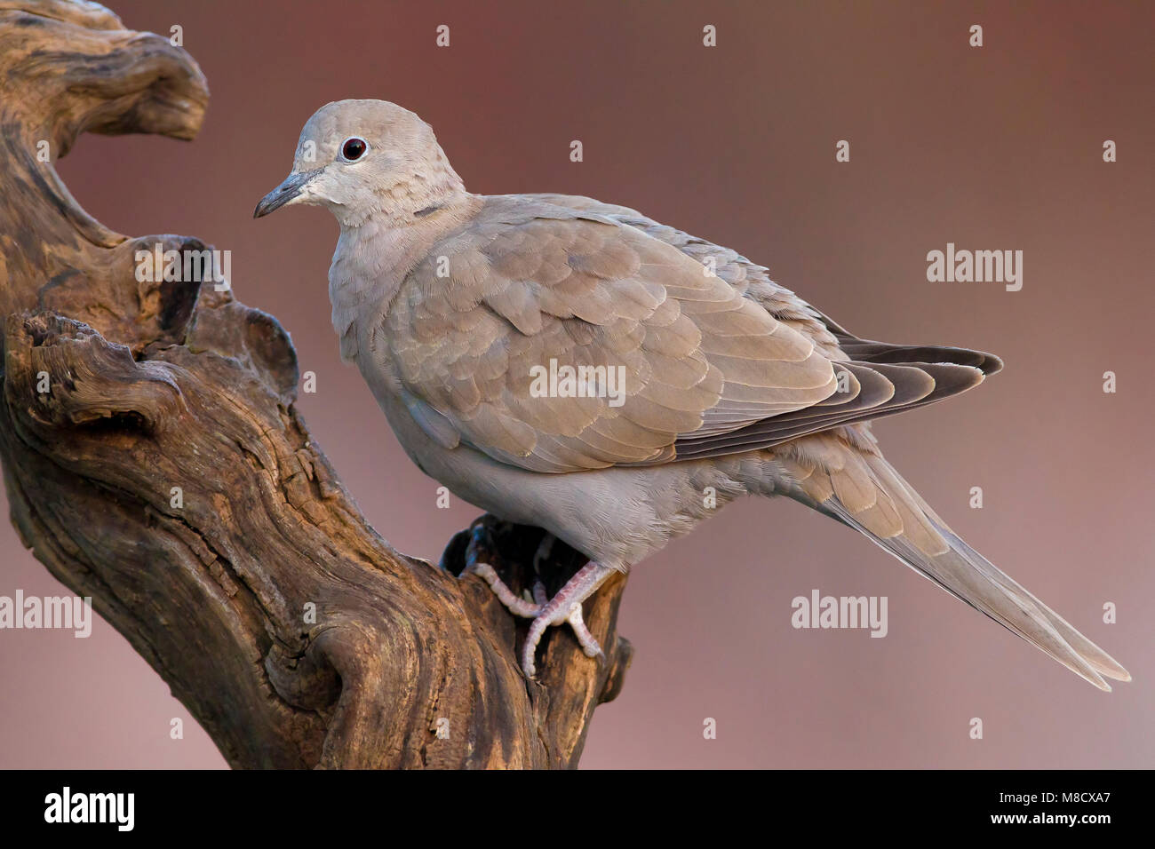 Onvolwassen Turkse Tortel zittend op tak, Immature Eurasian Collared Dove perched on branch Stock Photo