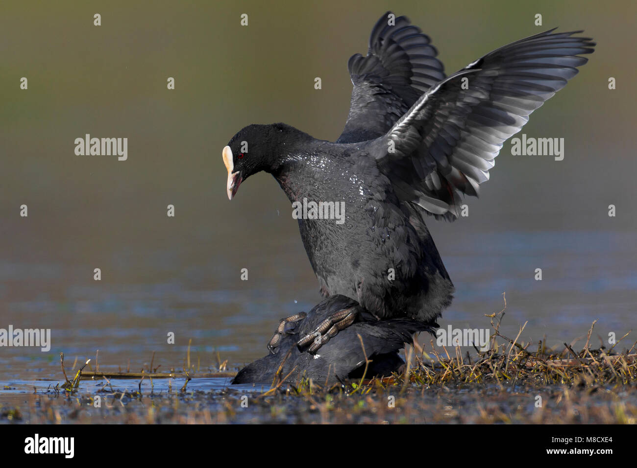 Paartje Meerkoeten parend; Pair of Eurasian Coots mating Stock Photo