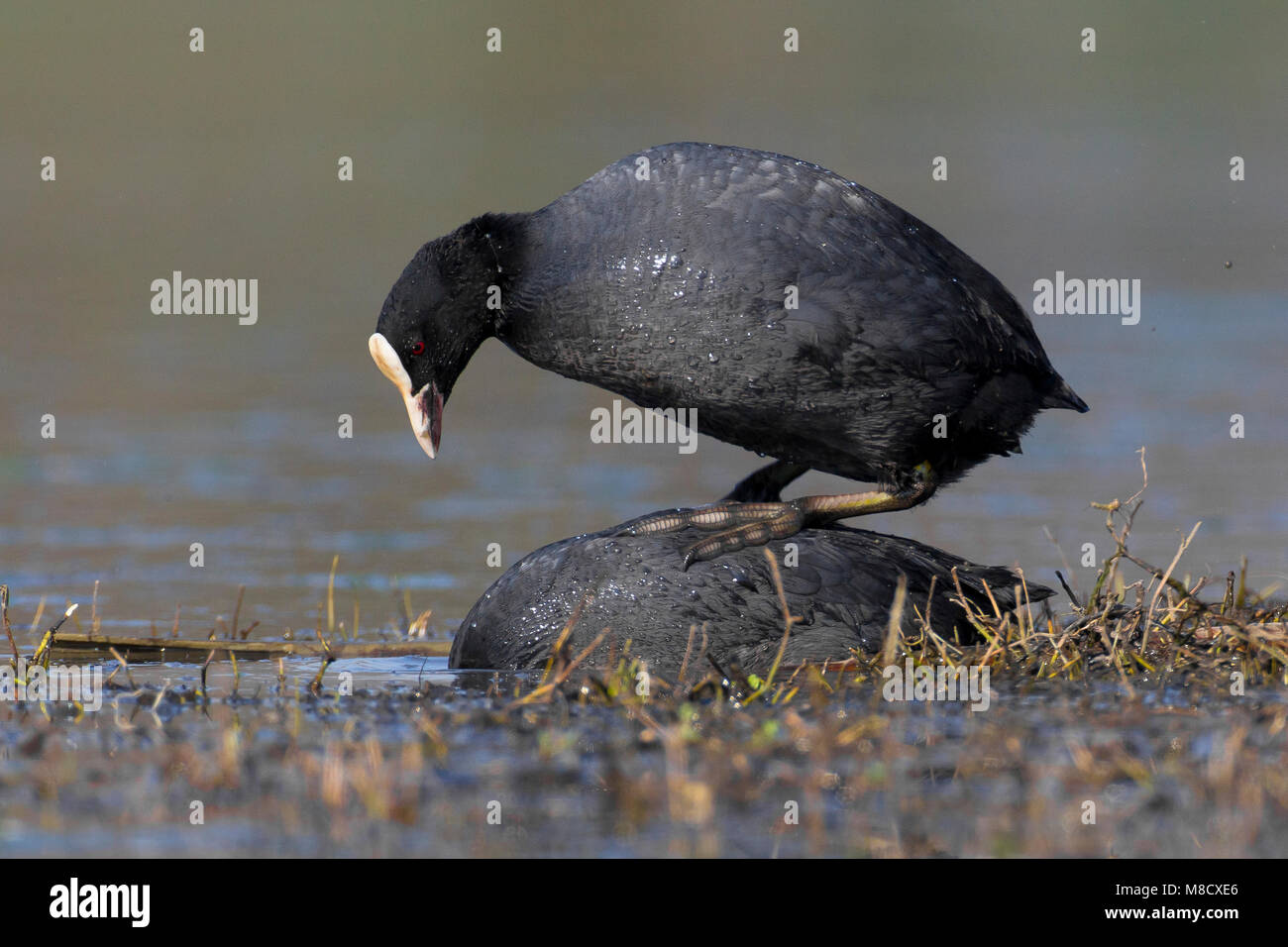 Paartje Meerkoeten parend; Pair of Eurasian Coots mating Stock Photo