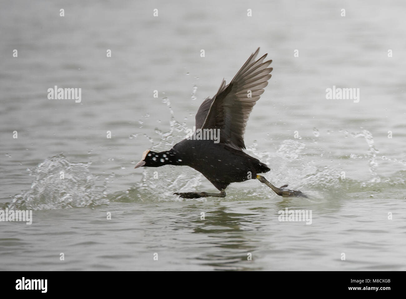 Meerkoet lopend over water; Eurasian Coot running on water Stock Photo