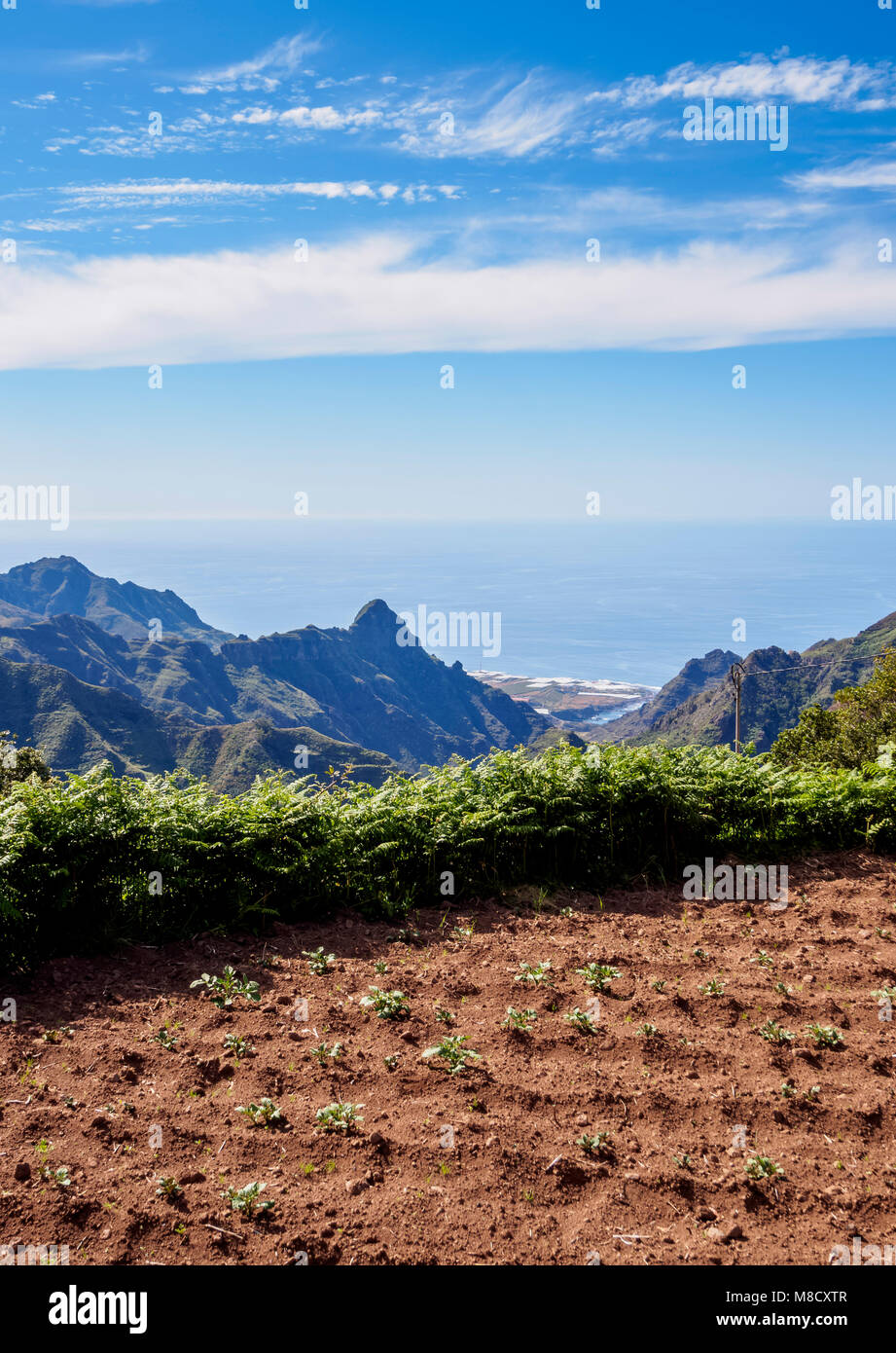 Field In Anaga Rural Park Tenerife Island Canary Islands Spain Stock field-in-anaga-rural-park-tenerife-island-canary-islands-spain-stock