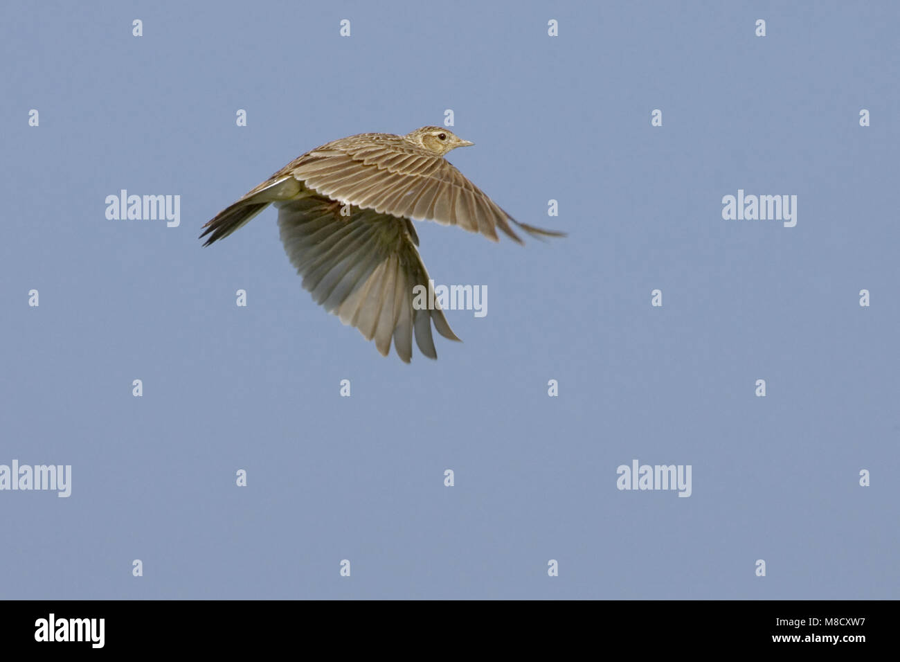 Eurasian Skylark flying; Veldleeuwerik vliegend Stock Photo
