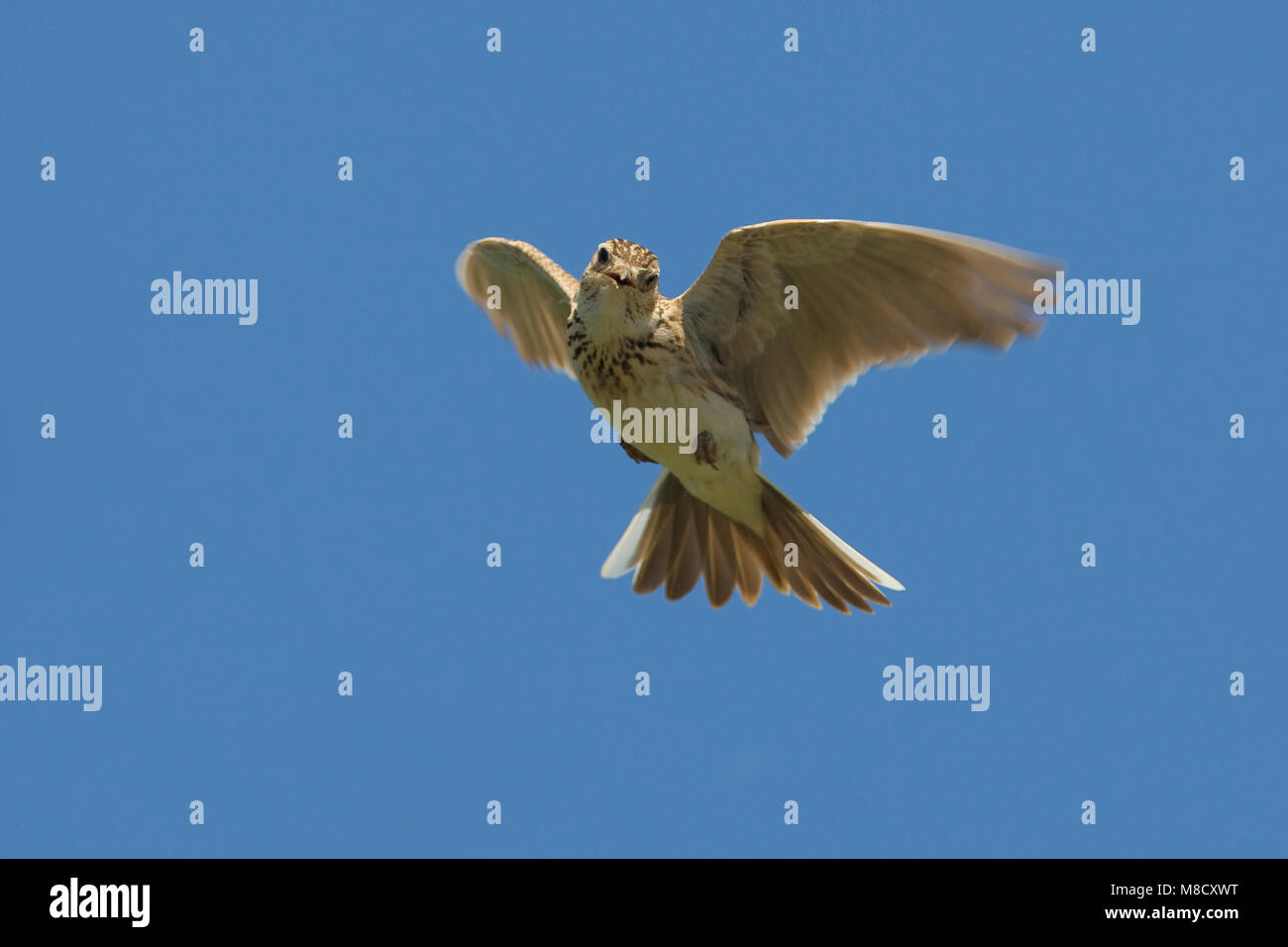 Veldleeuwerik tijdens zangvlucht; Eurasian Skylark in song flight Stock Photo
