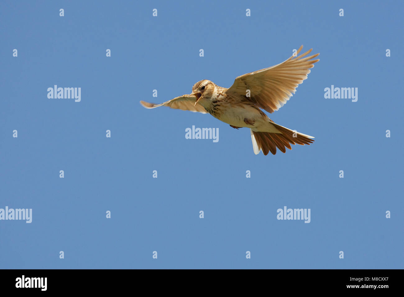 Veldleeuwerik tijdens zangvlucht; Eurasian Skylark in song flight Stock Photo
