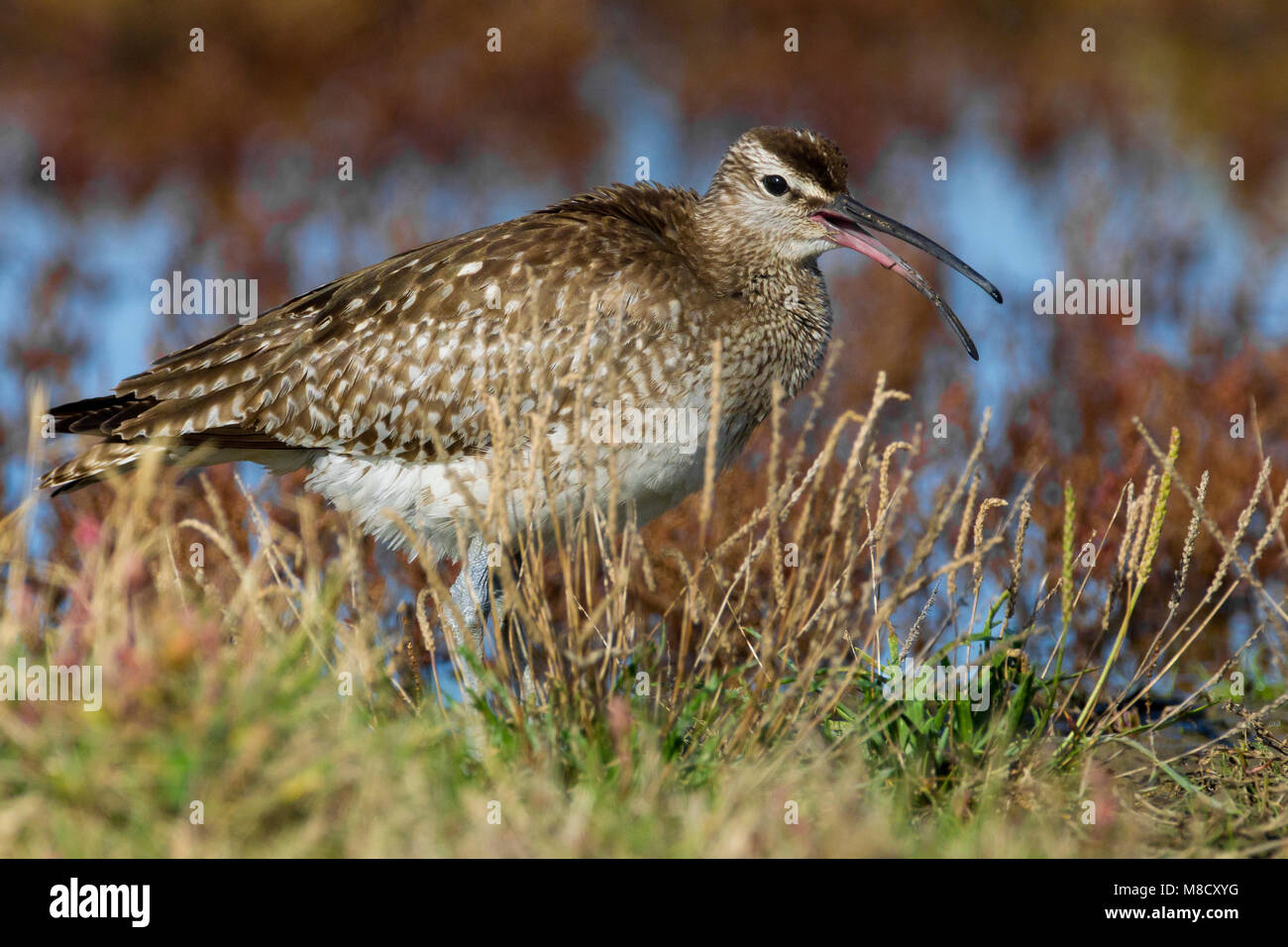 regenwulp-hi-res-stock-photography-and-images-alamy