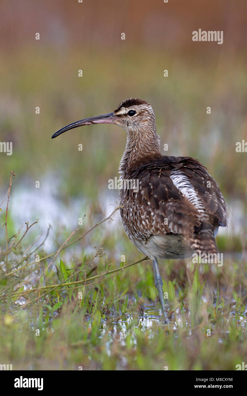 regenwulp-hi-res-stock-photography-and-images-alamy