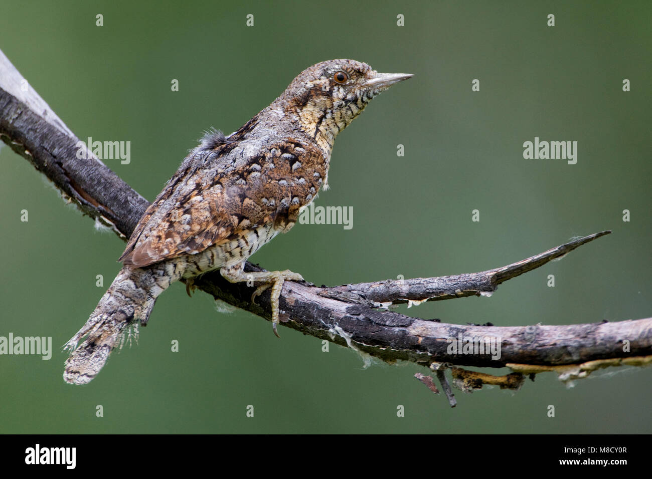 Draaihals zittend; Eurasian Wryneck perched Stock Photo