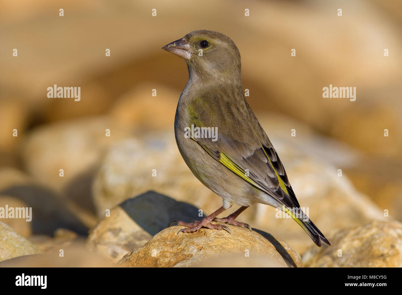 Vrouwtje Groenling op steen; Female European Greenfinch perched on a rock Stock Photo