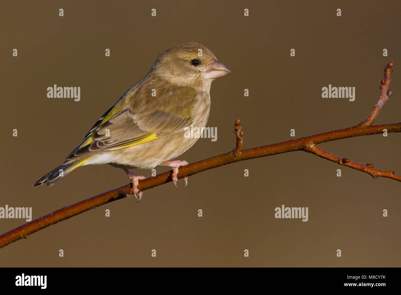 Vrouwtje Groenling; Female European Greenfinch Stock Photo