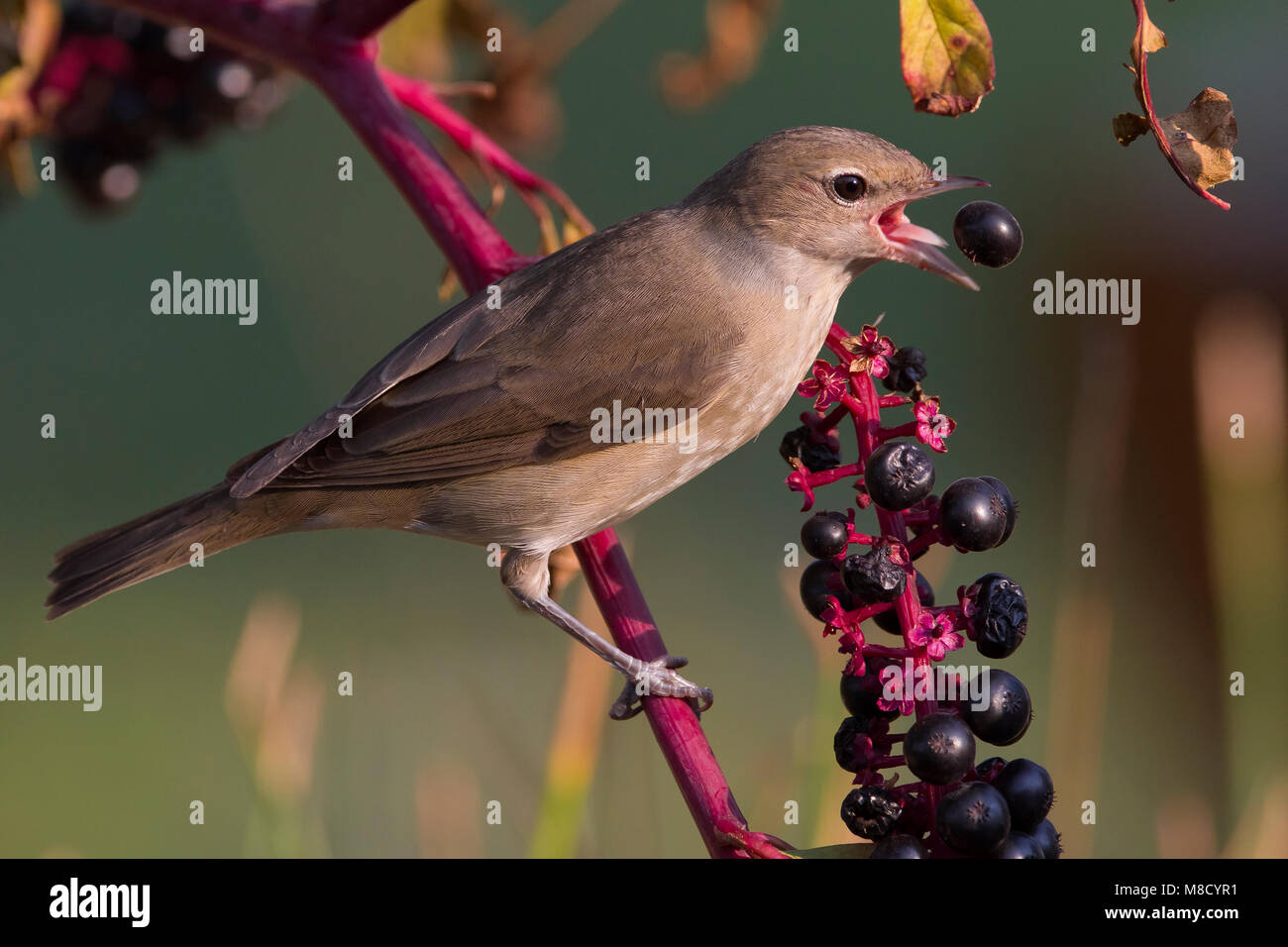 Tuinfluiter foeragerend op bessen; Garden Warbler foraging on berries Stock Photo
