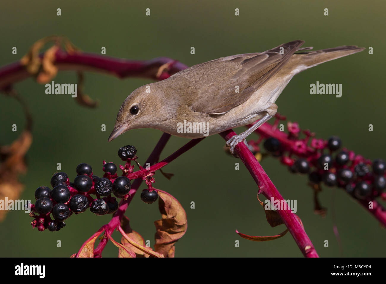 Tuinfluiter foeragerend op bessen; Garden Warbler foraging on berries Stock Photo