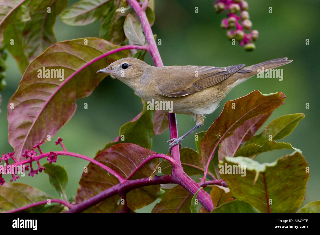 Tuinfluiter zittend; Garden Warbler perched Stock Photo