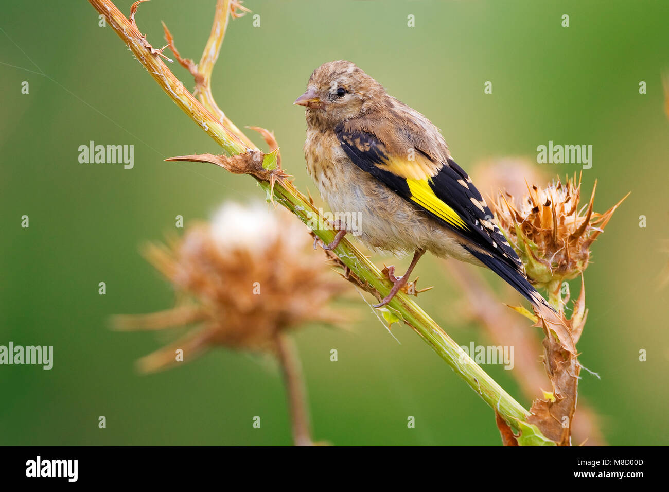 Juveniele Putter; Juvenile European Goldfinch Stock Photo