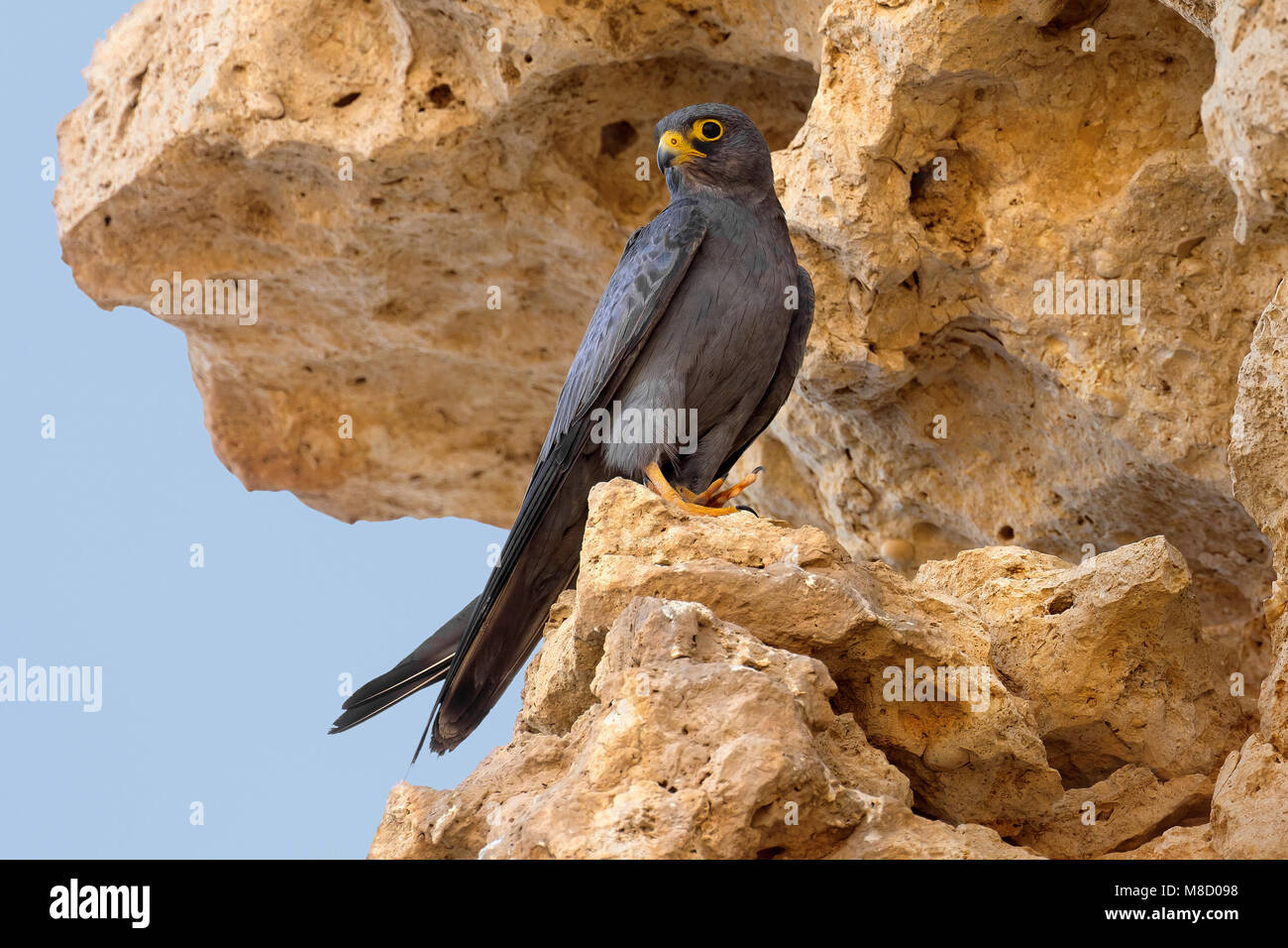 Woestijnvalk zittend op een rots; Sooty Falcon perched on a rock Stock Photo