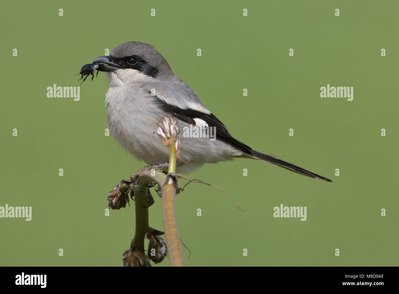 Zuidelijke Klapekster in takje; Southern Grey Shrike perched on twig Stock Photo