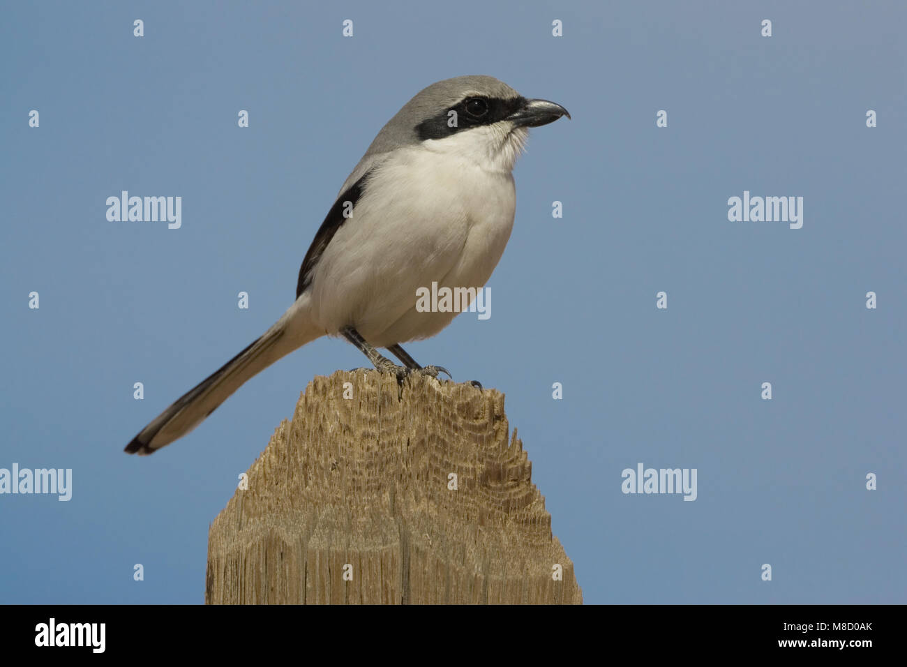 Zuidelijke Klapekster op paal; Southern Grey Shrike perched on pole Stock Photo