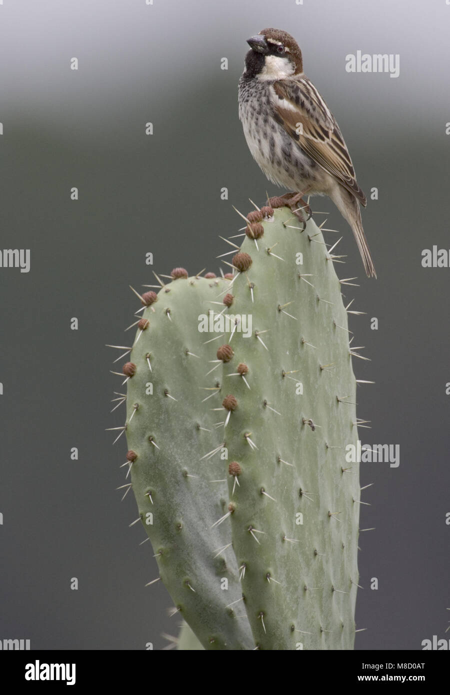 Spanish Sparrow male perched on cactus Morocco, Spaanse Mus mannetje zittend op cactus Marokko Stock Photo