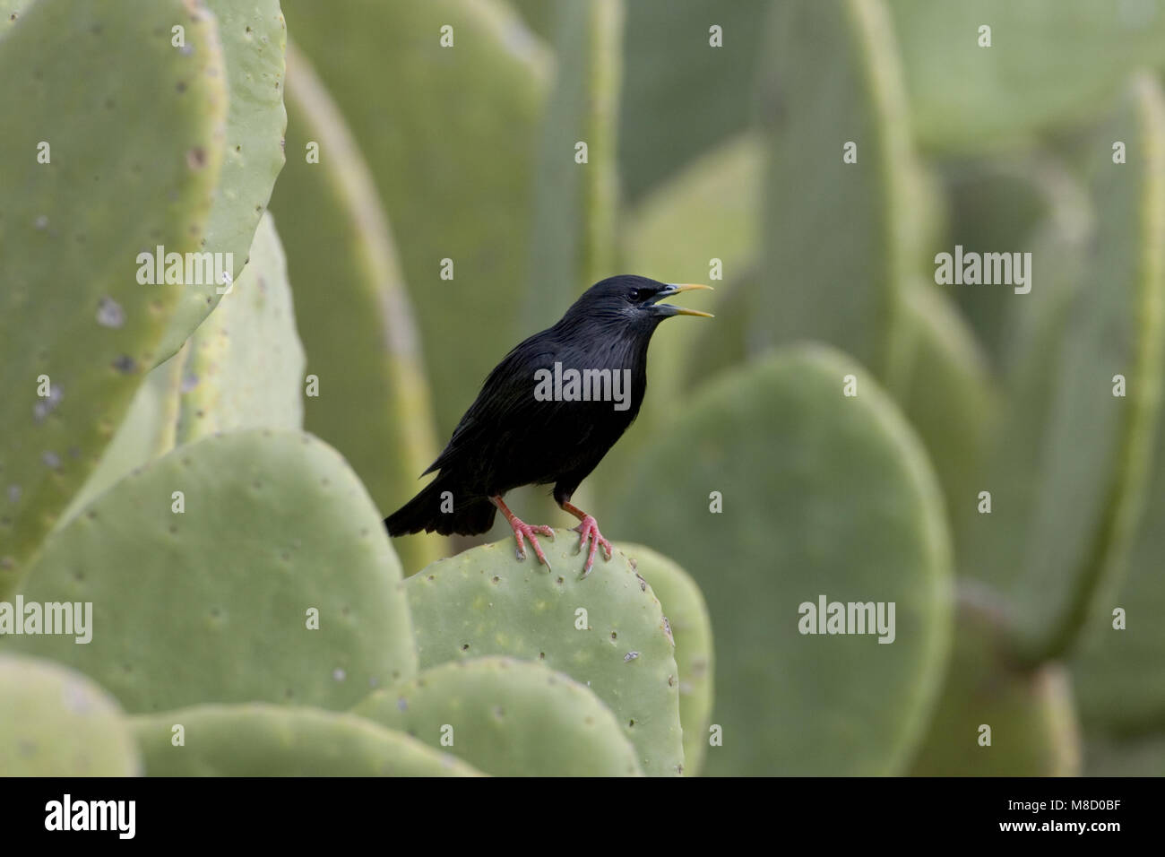 Spotless Starling male singing on cactus Morocco, Zwarte Spreeuw mannetje zingend op cactus Marokko Stock Photo