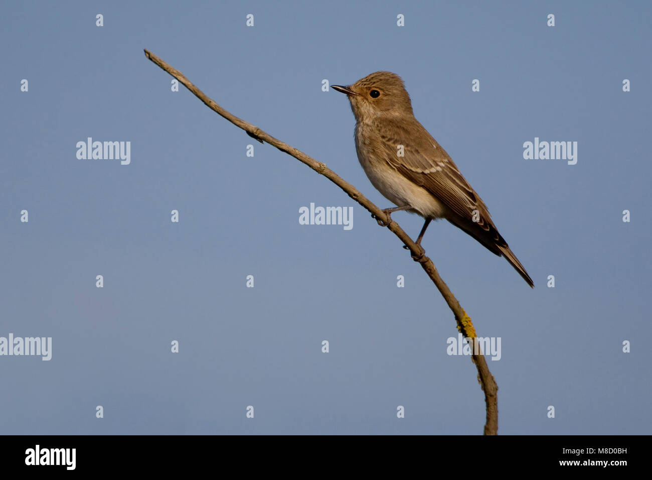 Grauwe Vliegenvanger; Spotted Flycatcher Stock Photo