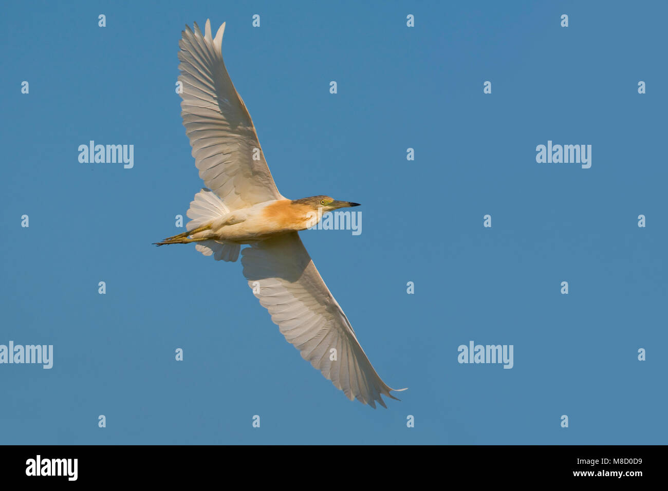 Ralreiger vliegend; Squacco Heron flying Stock Photo - Alamy