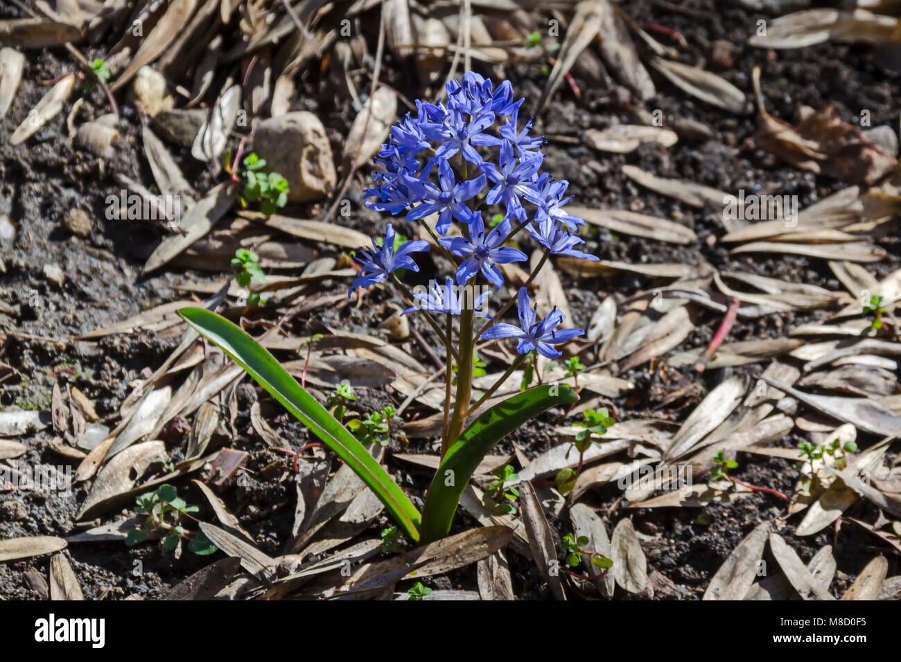Spring blue wild flowers Scilla bulb plant, highly cold resistant plant