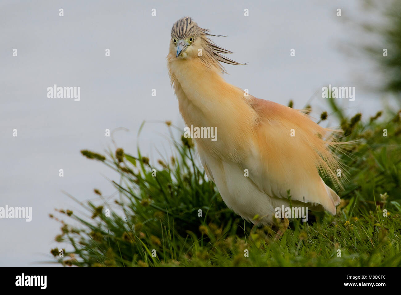 Adulte Ralreiger; Adult Squacco Heron Stock Photo
