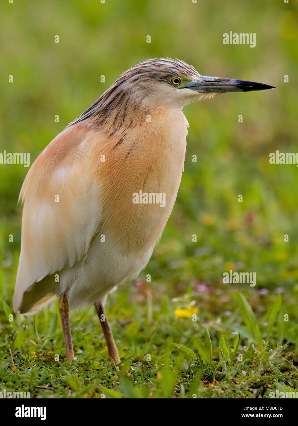 Adulte Ralreiger; Adult Squacco Heron Stock Photo
