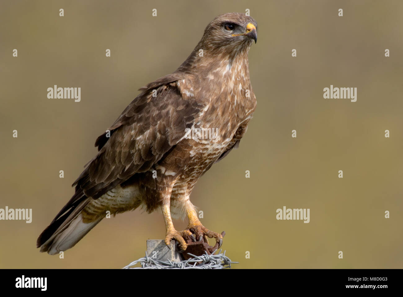 Roofvogel hi-res stock photography and images - Page 7 - Alamy