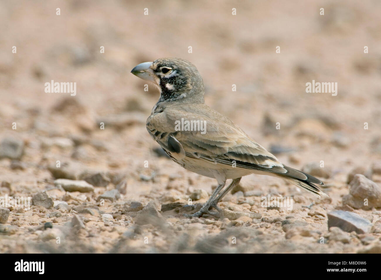 Diksnavelleeuwerik, Thickbilled Lark, Ramphocoris clotbey Stock Photo