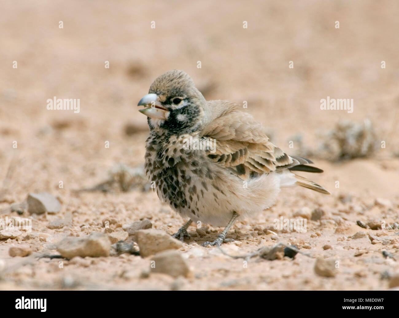 Diksnavelleeuwerik, Thickbilled Lark, Ramphocoris clotbey Stock Photo